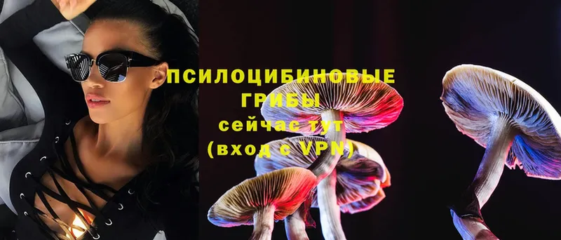 где продают   Кяхта  Галлюциногенные грибы Psilocybine cubensis 